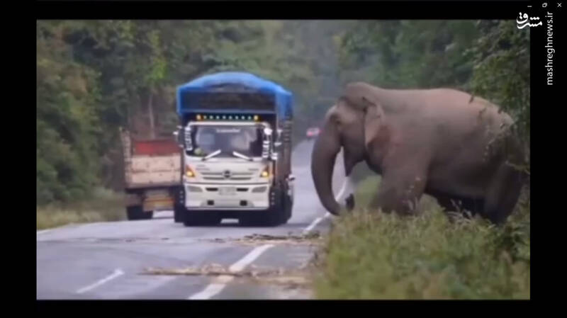 فیلم/ وقتی فیل از رانندگان عوارضی می‌گیرد!