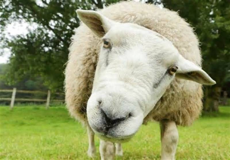 جنایت به خاطر ۵ گوسفند