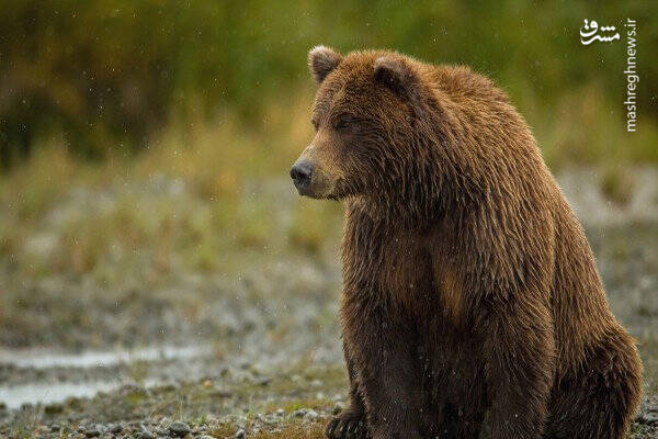فیلم/ بازی خرس‌های قهوه‌ای در ارتفاعات مازندران