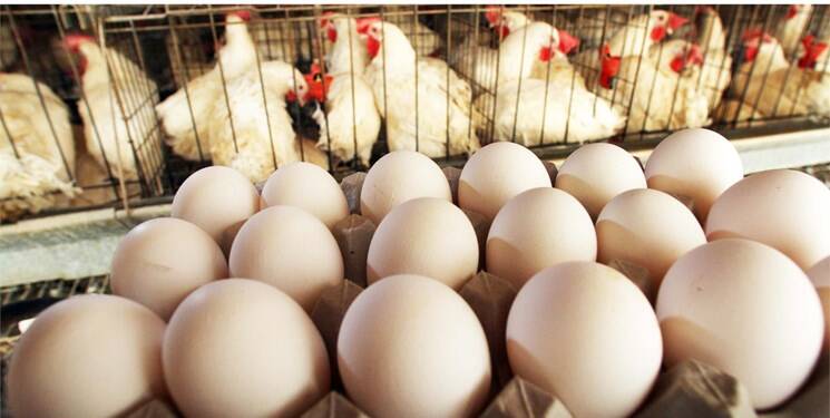 ‌تخم‌مرغ هم پس از مرغ گران شد