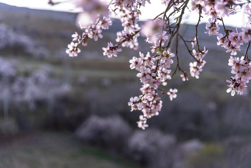 عکس/ شکوفه‌های بهاری سامان