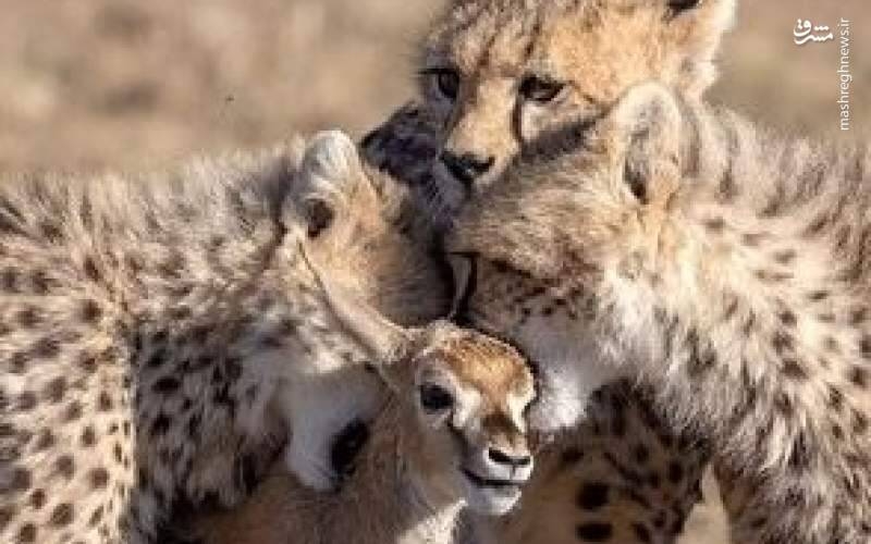 فیلم/ بابون بچه غزال را از چنگ یوزپلنگ‌ها در آورد!