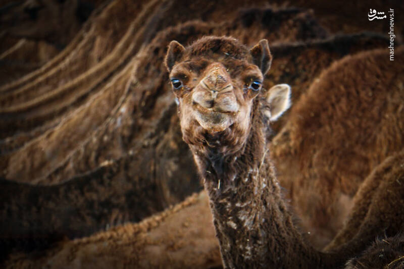 عکس/ "پرورش شتر" در یزد
