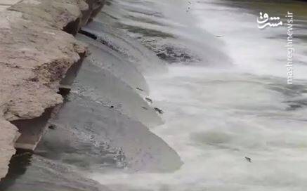 فیلم/ پرواز ماهی‌ها بر فراز رودخانه خرم‌ رود