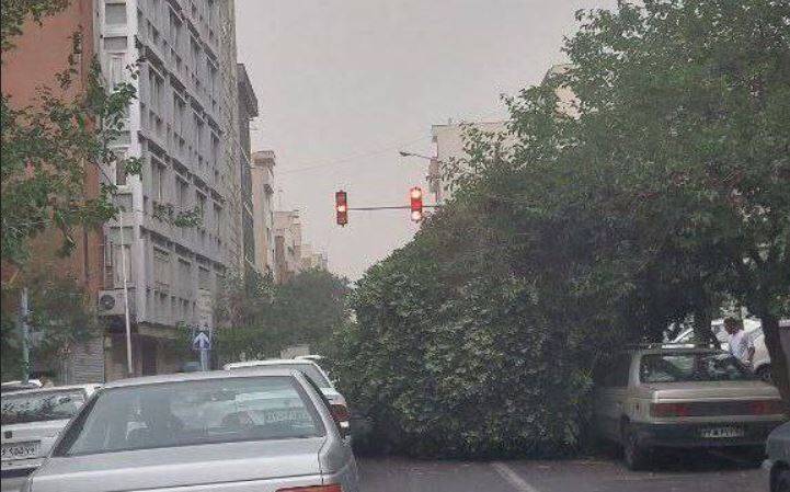عکس/سقوط درخت بر اثر توفان، ساعتی قبل در خیابان دانشگاه تهران