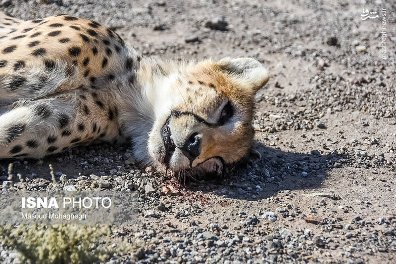 عکس/ راننده‌ای که دم یوزپلنگ آسیایی را دزدید!
