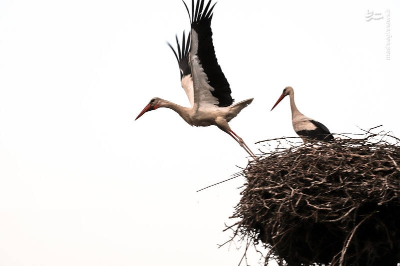 عکس/ شهر لک لک‌ها