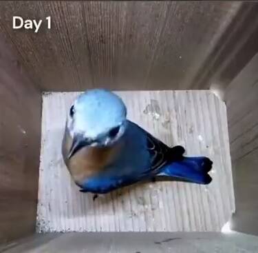 فیلم/ حاصل تلاش ۴۷ روزه یک پرنده را ببینید