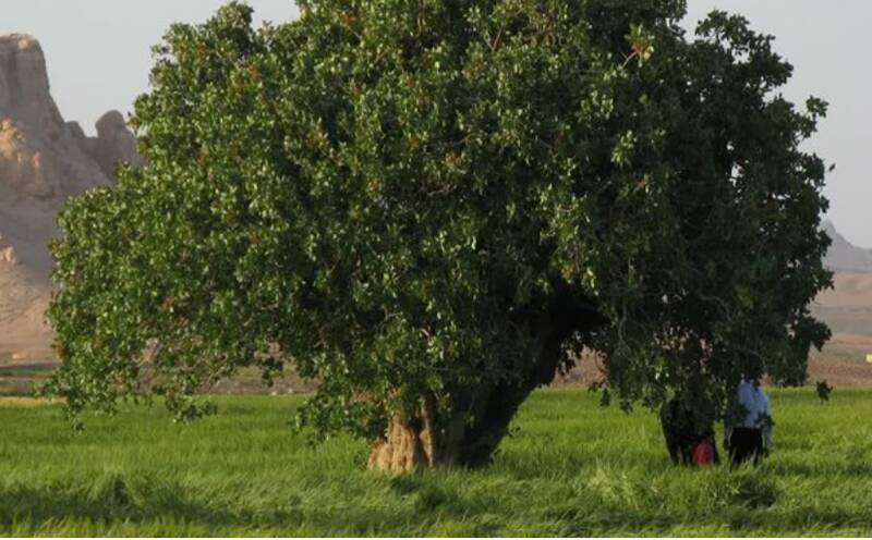 کهنسال‌ترین درخت پسته ایران در فهرست آثار ملی ثبت شد