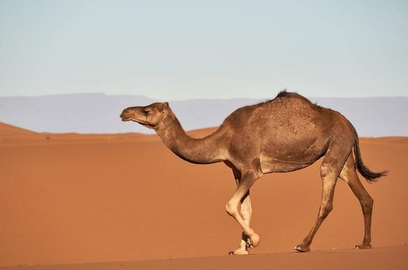 فیلم/ دعوای بامزه کَل با دو شتر بر سر غذا