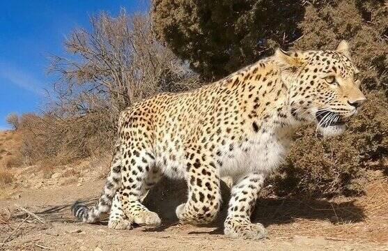 فیلم/ مشاهدهٔ پلنگ در منطقهٔ حفاظت‌شدهٔ آق داغ خلخال