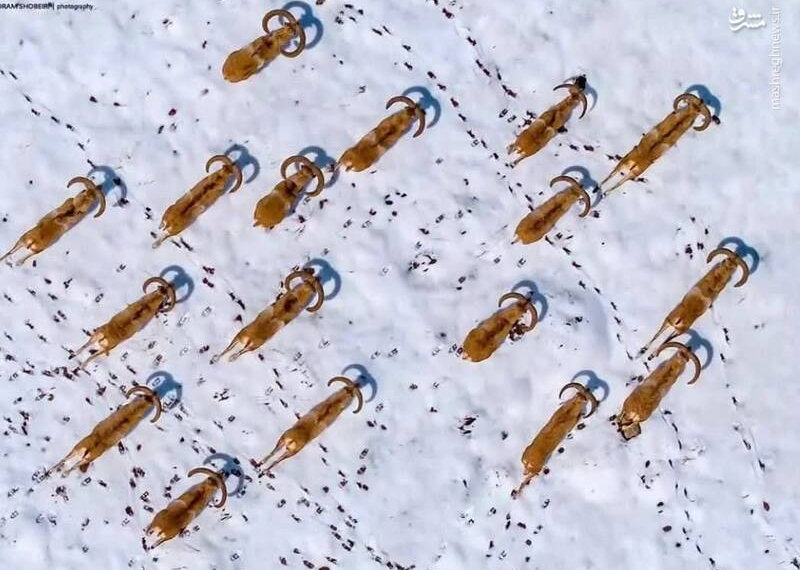 تصویری از قوچها با هلی‌شات