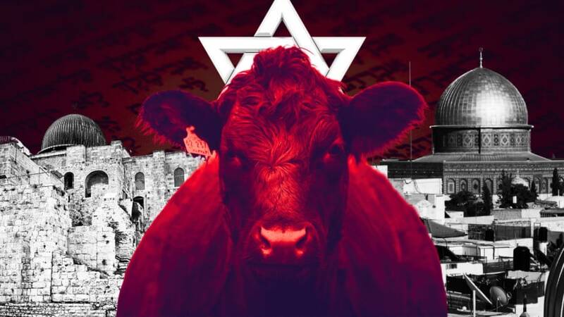 فیلم/ ماجرای گاو سرخ یهود چیست؟