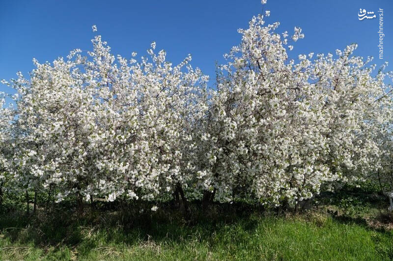 عکس/ طبیعت بهاری دره خان ارومیه