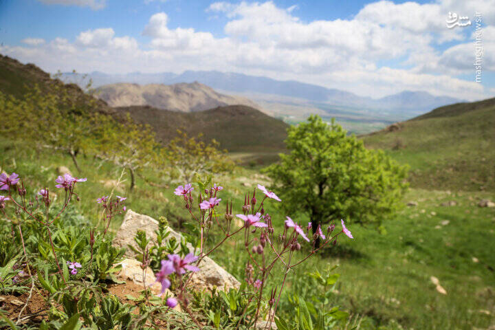 عکس/ طبیعت منطقه یومری