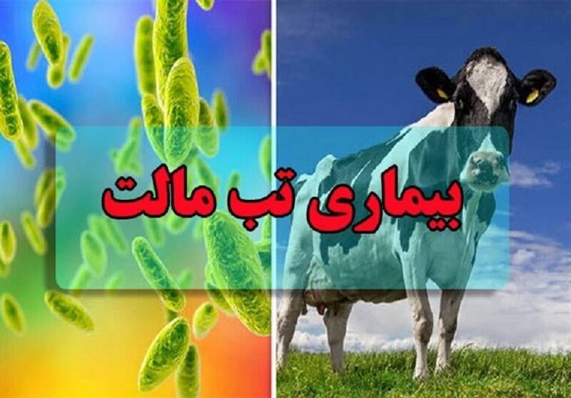 ابتلای ۱۸۰۰۰ نفر به تب مالت