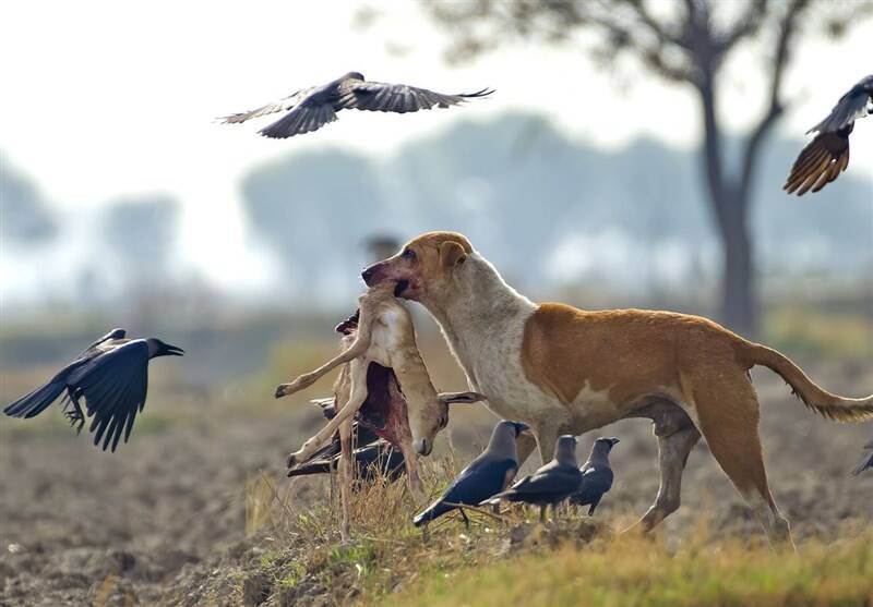 چرا نباید به سگهای ولگرد غذا داد؟
