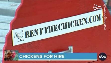 آگهی به صرفه کرایه مرغ در آمریکا!