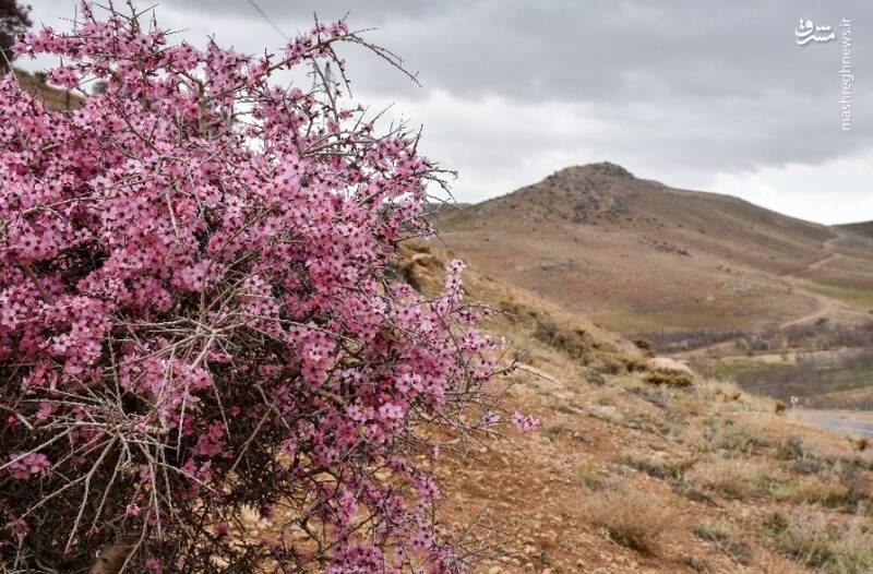 عکس/ شکوفه‌های درخت اَرژن