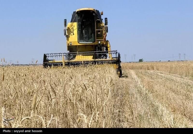 قیمت خرید تضمینی گندم تصویب شد