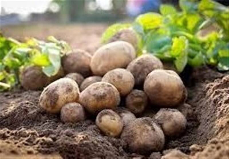 ممنوعیت صادرات سیب‌زمینی رفع شد