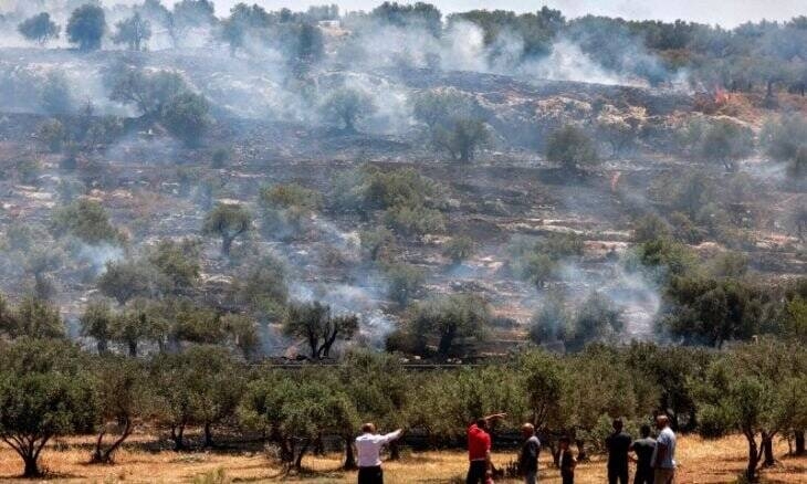 ریشه‌کن کردن ۲۰۰ درخت زیتون در کرانه باختری توسط صهیونیست‌ها