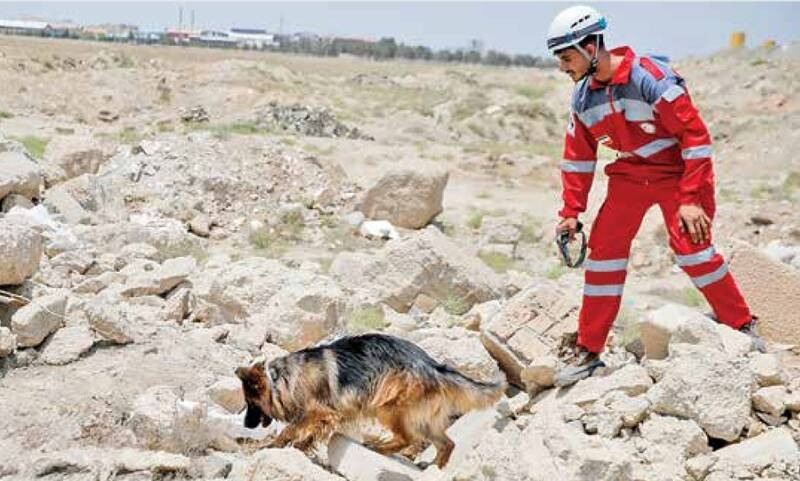 سگ‌هایی که در ویرانی‌های جنگ به دنبال زندگی دویدند/ قهرمانان بی‌ادعا و باوفا!