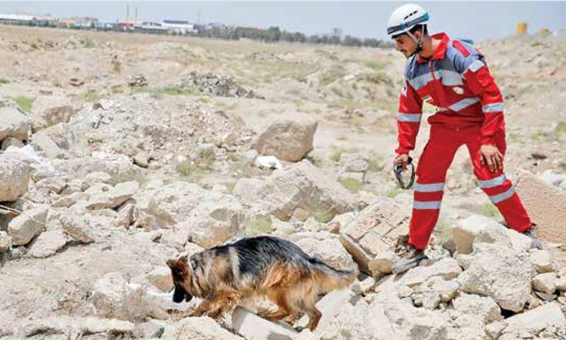 سگ‌هایی که در ویرانی‌های جنگ به دنبال زندگی دویدند/ قهرمانان بی‌ادعا و باوفا!