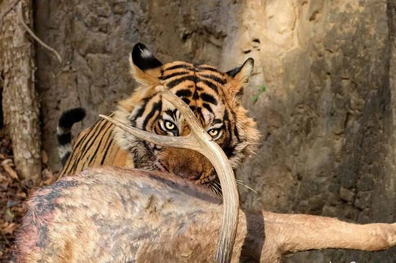 فیلم/شکار گوزن توسط ببر جلوی چشمان گردشگران