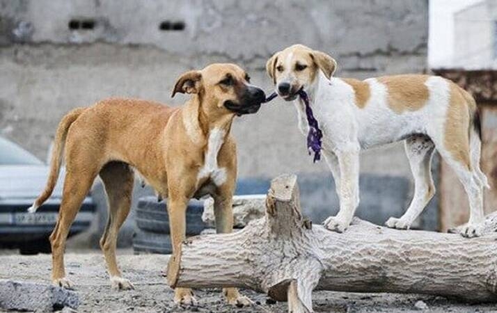 هزینه ۲ میلیارد تومانی ماهانه سگ‌های ولگرد بر دوش شهر تهران + فیلم