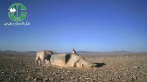 فیلم/ همزیستی یوز و گورخر کنار آب