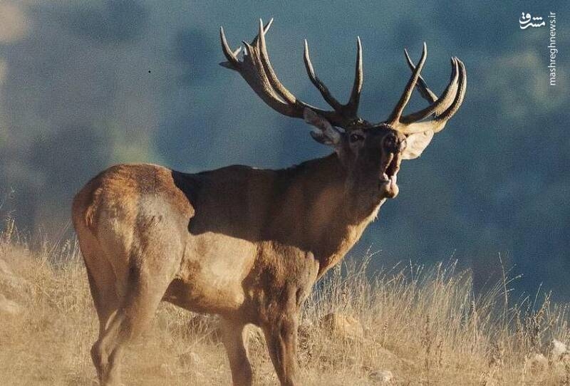 عکس/ گاوبانگی گوزن‌ در ارتفاعات ‌مازندران