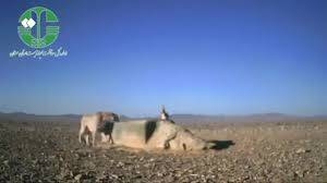 فیلم/ همزیستی یوز و گورخر کنار آب