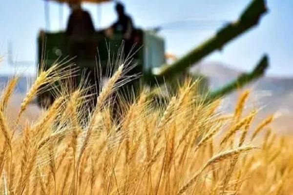 قروه کردستان رتبه نخست کیفیت تولید گندم کشور را دارد