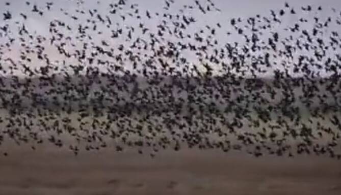 فیلم/ بهشت پرندگان مهاجر در آسمان بروجن