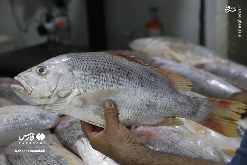 زنان باردار ماهی بخورند یا نخورند؟