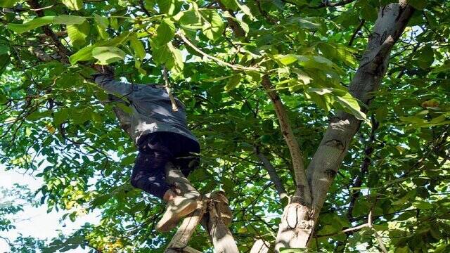 سقوط از درخت گردو با ۵۲ مصدوم و یک فوتی!