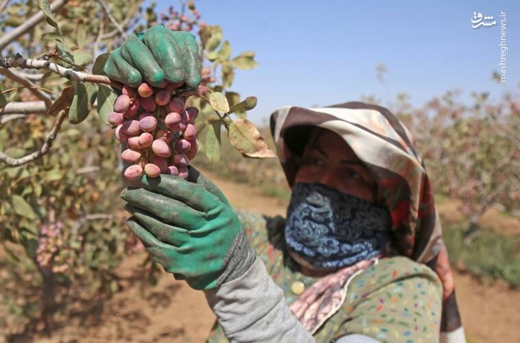 عکس/ برداشت و فرآوری پسته