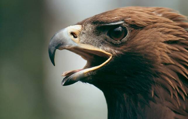 فیلم/ عقاب زخم‌خورده مراغه دوباره اوج گرفت