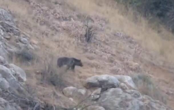 فیلم/ گشت‌وگذار خرس قهوه‌ای در پارک ملی گلستان