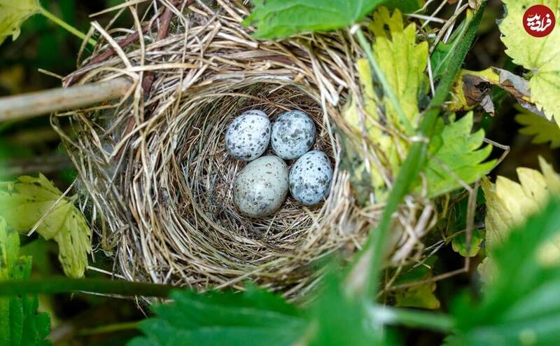 پنج پرنده که در لانۀ پرندگان دیگر تخم می‌گذارند +عکس