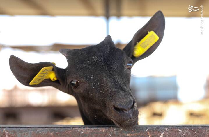 عکس/ پرورش بز "مورسیا" در دل کویر یزد