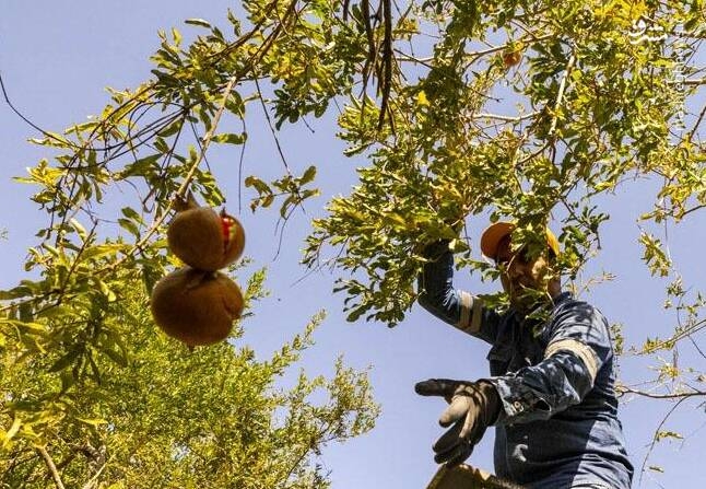 عکس/ برداشت انار از باغ‌های یزد