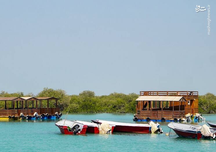 عکس/ جنگل حرا؛ شگفتی سبز قشم