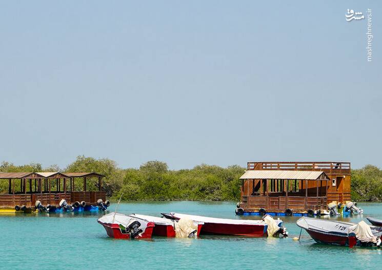 عکس/ جنگل حرا؛ شگفتی سبز قشم