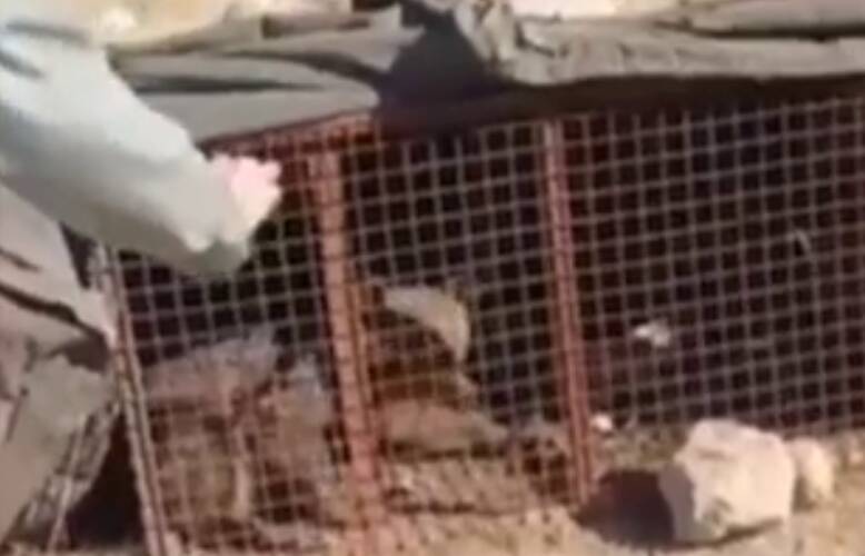 فیلم/ زنده‌گیری خرس مهاجم در ورزنه بابل