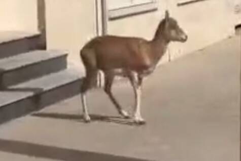 فیلم/ ورود میش وحشی به معابر شهری لواسان